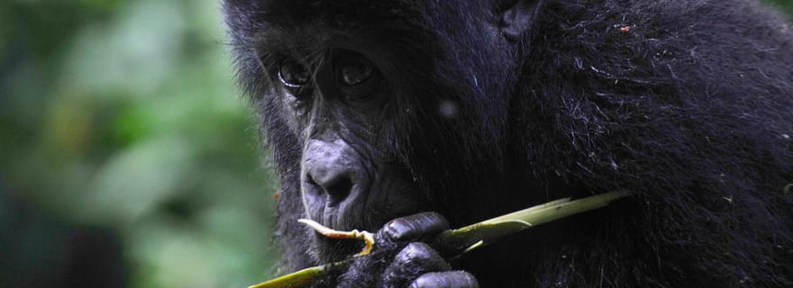 Au départ de Kigali : 8 jours de safari Gorilles, chimpanzés, Big 5 et grands félins