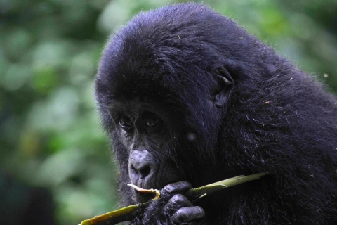 Van Kigali: 8-daagse gorilla's, chimpansees, Big 5 & Big Cats SafariVan Kigali: 8-daagse Gorilla's, Chimps, Big 5 & Big Cats Tour
