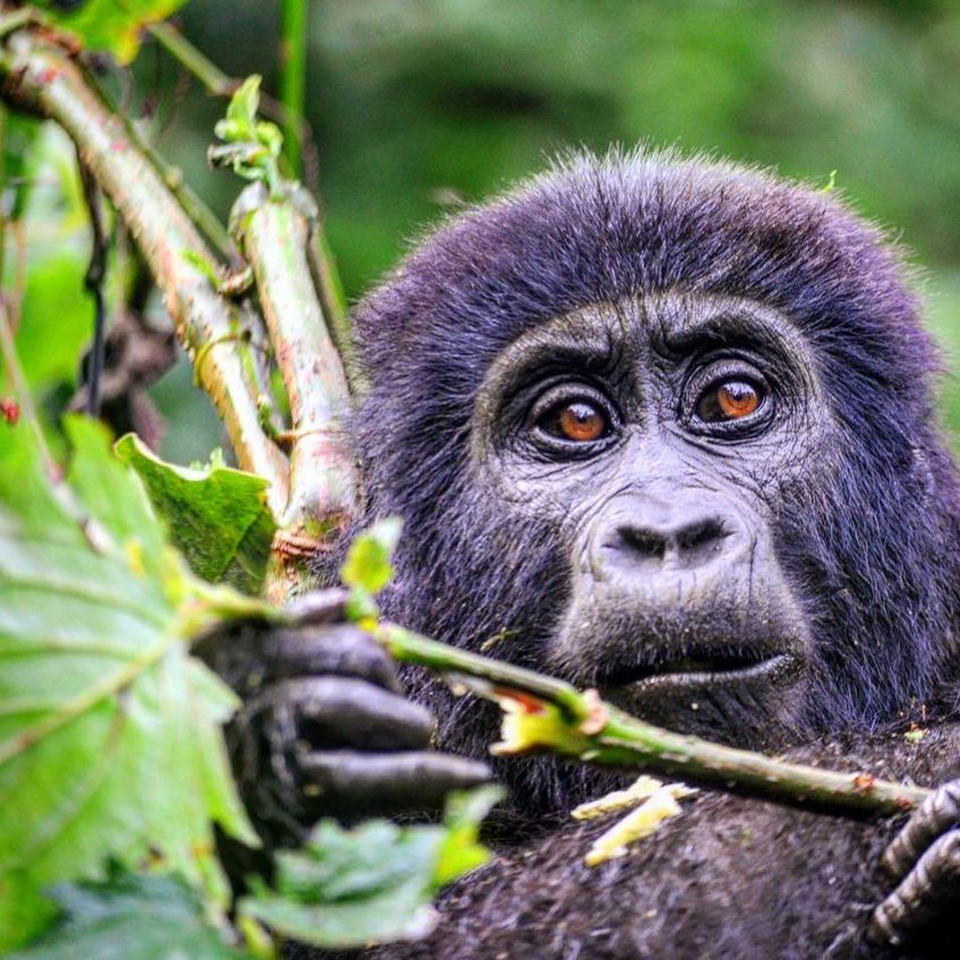 ルワンダ：6 日間のゴリラとゴールデン モンキー トラッキング、ビッグ