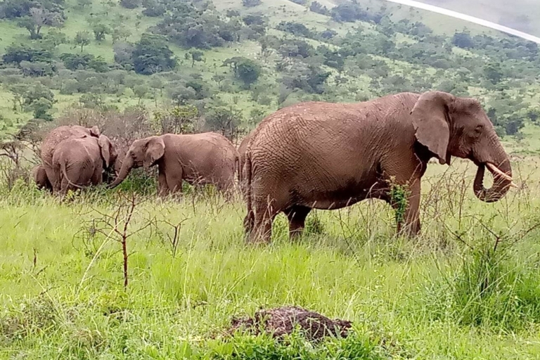 Rwanda: 6-dniowe śledzenie goryli i złotych małp, Big 5 Tour