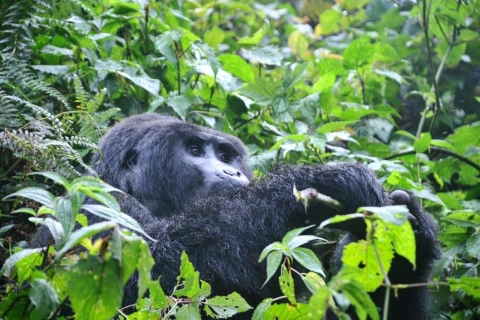 Van Kigali: 5-daagse Gorilla Trek, Big 5 en Big Cats Tour