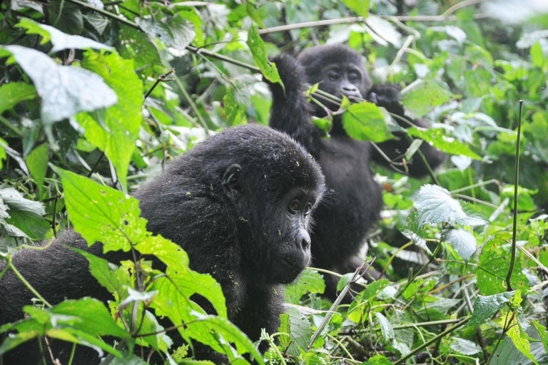 De Kigali: visite des gorilles de 5 jours, Big 5 et Big Cats Tour