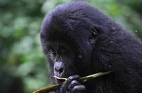 Rwanda, 5 jours Gorilla et Chimpanzee Trekking Tour - Hizvo
