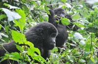 Rwanda, 5 jours Gorilla et Chimpanzee Trekking Tour - Hizvo