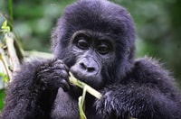 Rwanda, 5 jours Gorilla et Chimpanzee Trekking Tour - Hizvo