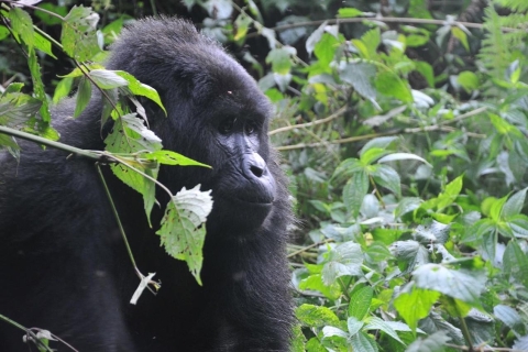 Rwanda: Excursion de 5 jours sur les gorilles et les chimpanzésRwanda : randonnée de 5 jours aux gorilles et aux chimpanzés