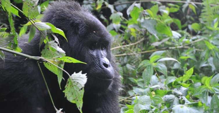 Rwanda 5 Day Gorilla and Chimpanzee Trekking Tour GetYourGuide