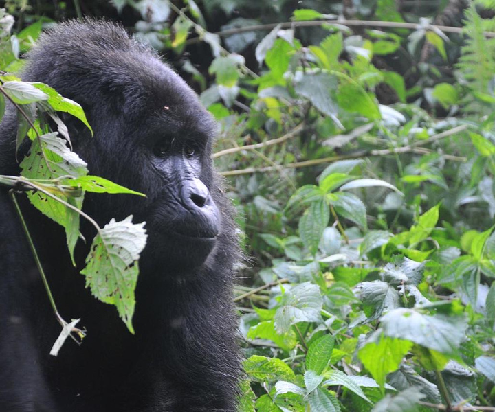 Rwanda: 5-Day Gorilla and Chimpanzee Trekking Tour