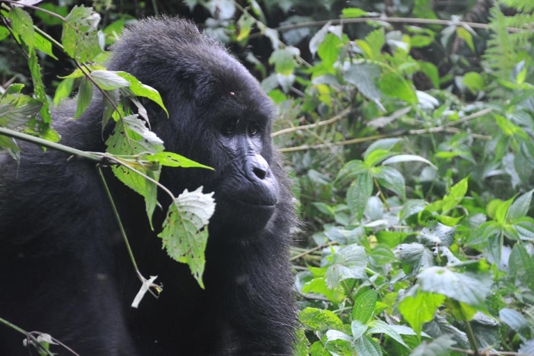 Kigali: Trekking de gorilas de 2 días en el Parque Nacional de los VolcanesRecogida en el hotel