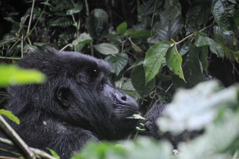Kigali: 2-Days Gorilla Trekking in Volcanoes National Park Hotel Pickup