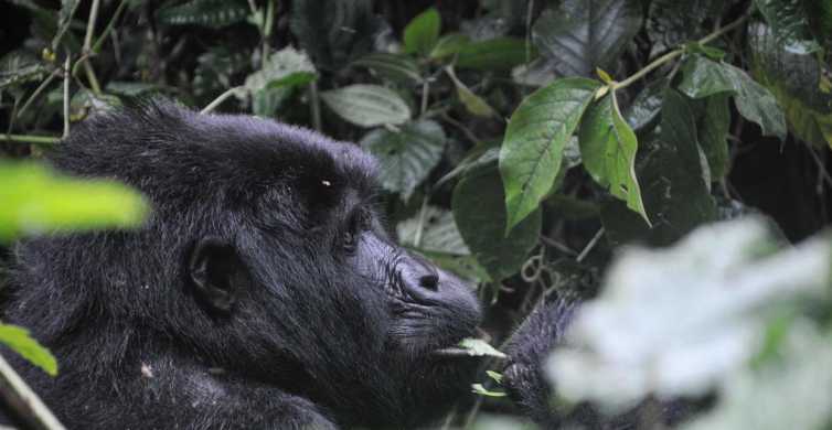 Kigali 2 Days Gorilla Trekking in Volcanoes National Park GetYourGuide