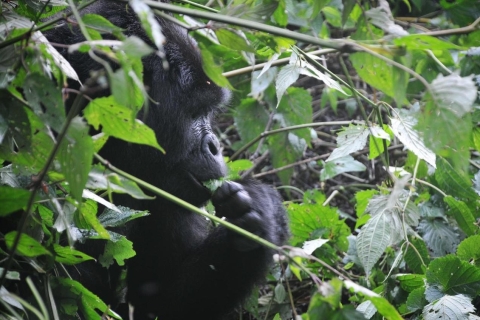 Kigali: Trekking de gorilas de 2 días en el Parque Nacional de los VolcanesRecogida en el hotel