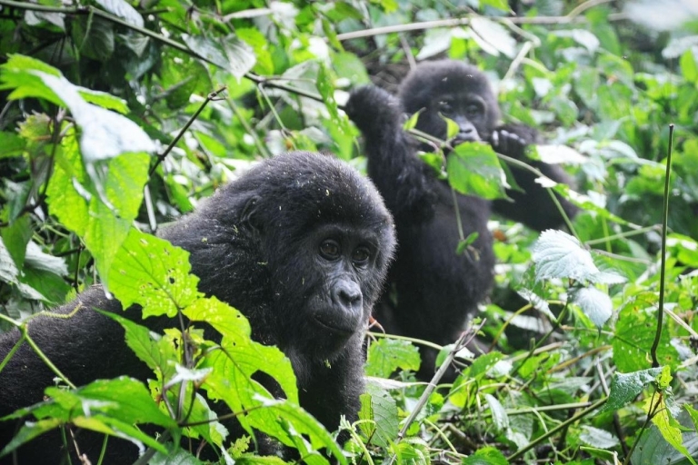 Kigali: 2-daagse Gorilla Trekking in Volcanoes National ParkHotel Ophalen
