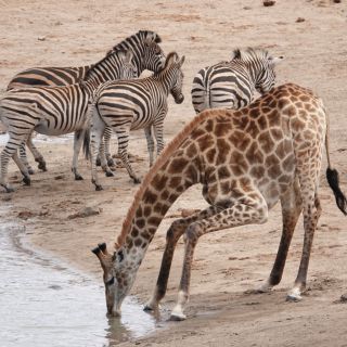 Van Hoedspruit: Kruger National Park Safari met transfer