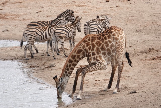 Visit From Hoedspruit Kruger National Park Safari with Transfer in Kapama Private Game Reserve