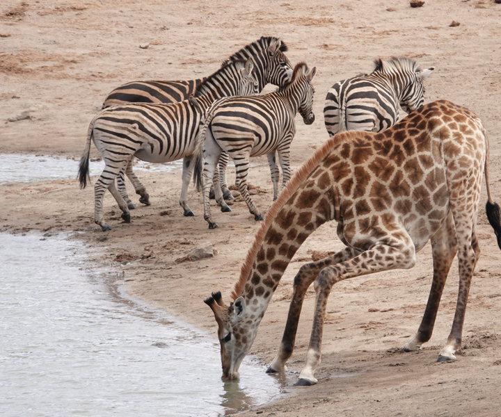 Da Hoedspruit: Safari al Parco Nazionale Kruger con trasferimento