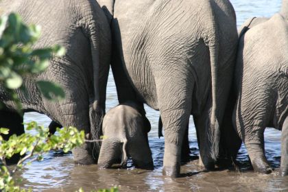 From Hoedspruit, Kruger National Park Safari with Transfer - Housity