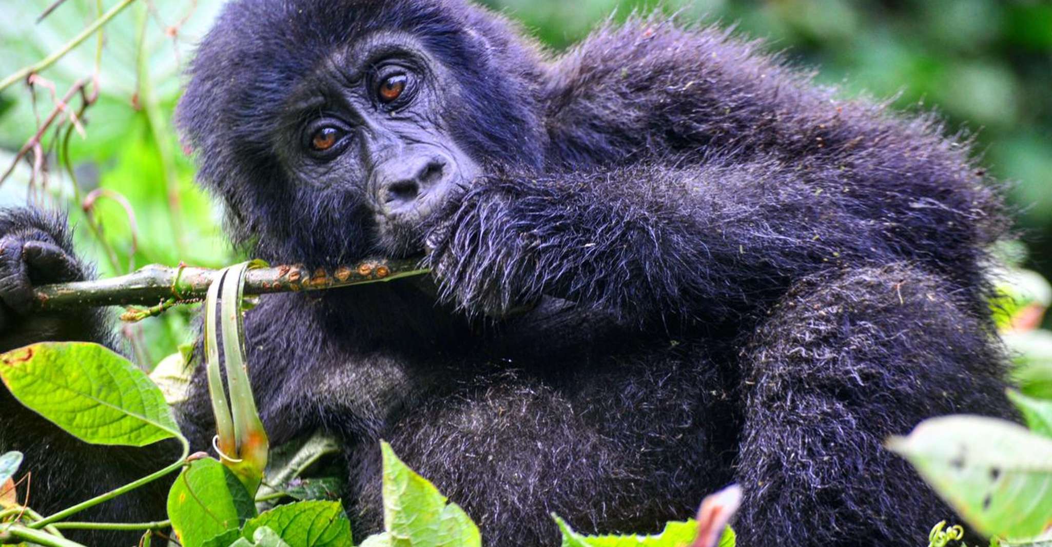 Uganda, Gorilla Trekking de 6 días, Big 5 y Big Cats Tour - Housity