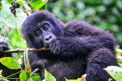 Uganda: 6-tägiges Gorilla Trekking, Big 5 und Großkatzen TourUganda: 6-tägige Gorillas, Schimpansen, Big 5 und Großkatzen Tour