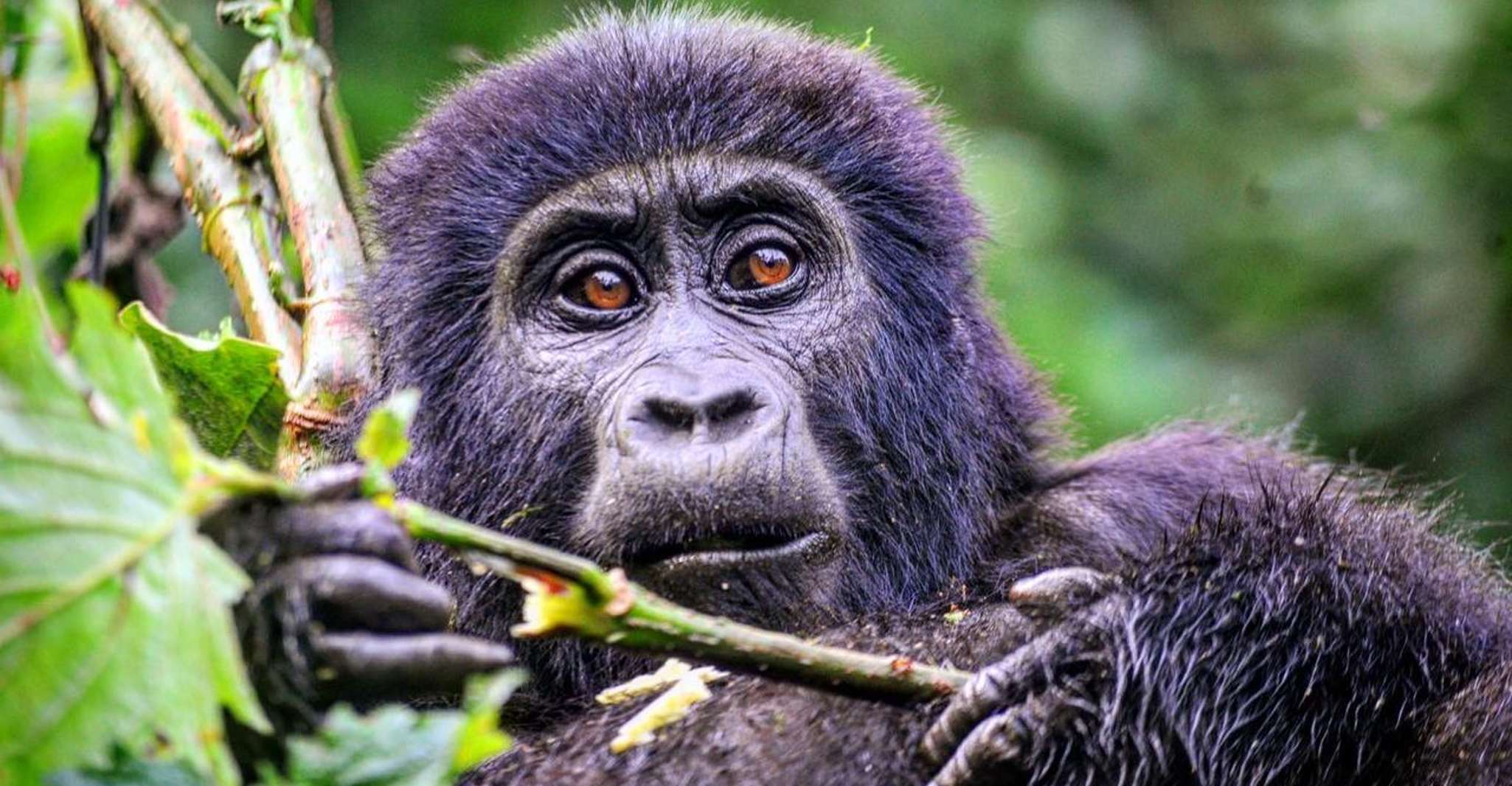 Uganda, Gorilla Trekking de 6 días, Big 5 y Big Cats Tour - Housity