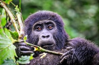 Uganda, Gorilla Trekking de 6 días, Big 5 y Big Cats Tour - Housity
