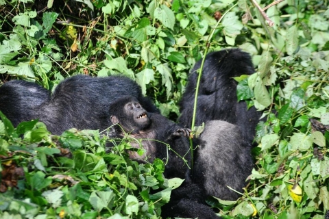 Oeganda: 6-daagse trektocht langs gorilla's, de Big 5 en grote kattenOeganda: 6-daagse gorilla's, chimpansees, Big 5 en grote katten tour