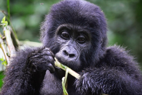 Oeganda: 6-daagse trektocht langs gorilla's, de Big 5 en grote kattenOeganda: 6-daagse gorilla's, chimpansees, Big 5 en grote katten tour