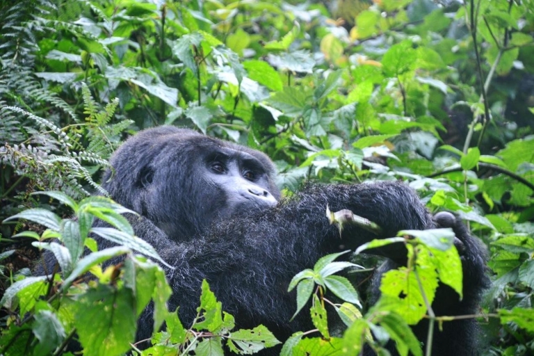 Uganda: 6-dniowy trekking z gorylami, Wielką Piątką i wielkimi kotamiUganda: 6-dniowa wycieczka z gorylami, Szympansami, Wielką Piątką i Wielkimi Kotami