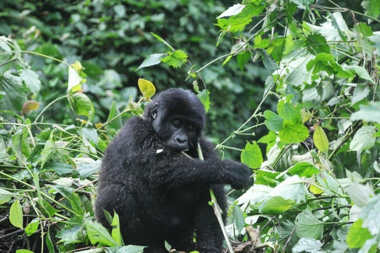 Ouganda : Circuit de 6 jours avec trekking des gorilles, Big 5 et grands félinsOuganda : Circuit de 6 jours pour les gorilles, les chimpanzés, les Big 5 et les grands félins