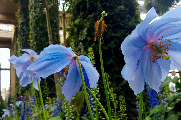 Longwood Gardens from Philadelphia Springtime Pop Up Tour