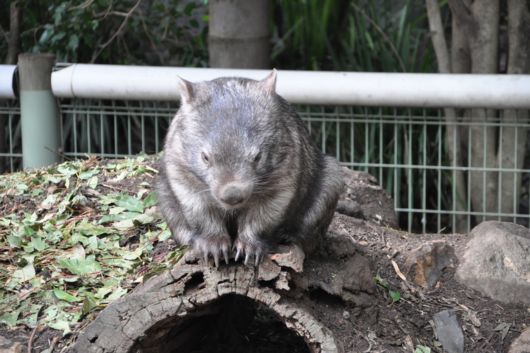 Från Sydney: Blue Mountains, Scenic World, Zoo och färjetur