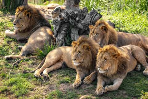From Sydney: Blue Mountains, Scenic World, Zoo, & Ferry Tour