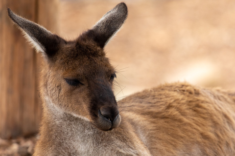 Från Sydney: Blue Mountains, Scenic World, Zoo och färjetur