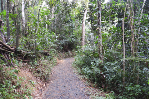 From San Juan: Rainforest Walk, Nature Swim & Luquillo Beach