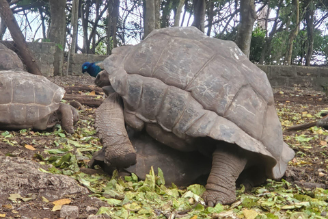 3-dniowa przygoda na Zanzibarze: Wyspa więzienna, wycieczka po przyprawach i Mnemba