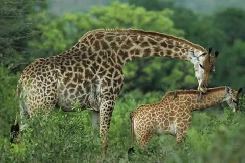 Nairobi: Giraffe Feeding & Photography Experience