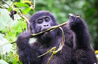 Da Entebbe o Kampala, 5 giorni Uganda Wildlife Safari Tour - Hizvo