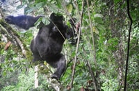 Da Entebbe o Kampala, 5 giorni Uganda Wildlife Safari Tour - Hizvo