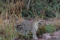 Da Entebbe o Kampala, 5 giorni Uganda Wildlife Safari Tour - Hizvo