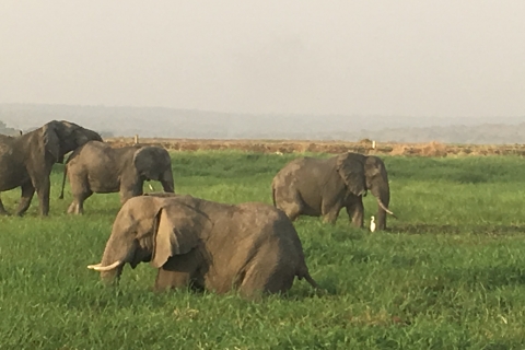 Desde Entebbe o Kampala: tour de safari de vida silvestre de Uganda de 5 días