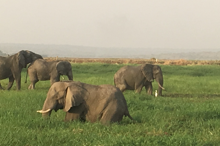 Desde Entebbe o Kampala: tour de safari de vida silvestre de Uganda de 5 días