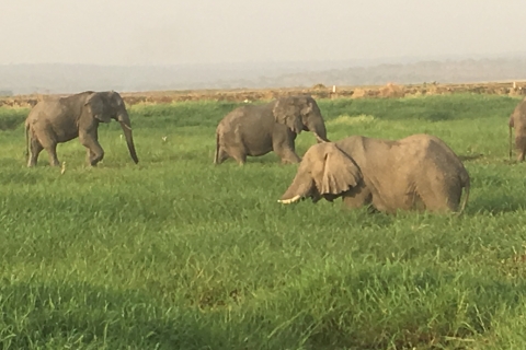 Depuis Entebbe ou Kampala : safari animalier de 5 jours en Ouganda
