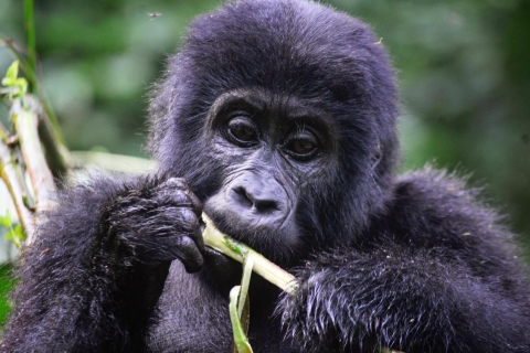 Oeganda: 7-daagse reis om gorilla's, chimpansees en grote katten te zien