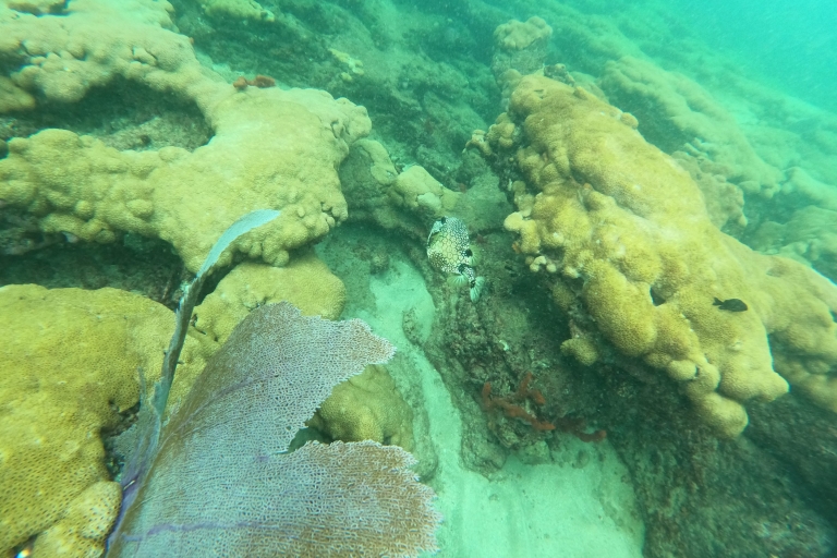 Fort Lauderdale: visite guidée du récif de plongée en apnée et leçonVisite guidée partagée de plongée en apnée