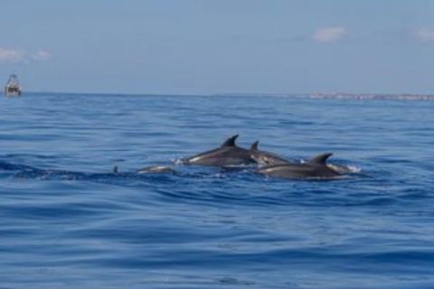 From Can Picafort: Dolphin Watching and Cave Trip