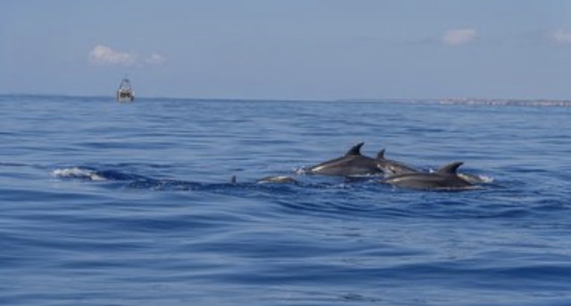 Visit From Can Picafort Dolphin Watching and Cave Trip in Cala Mendia