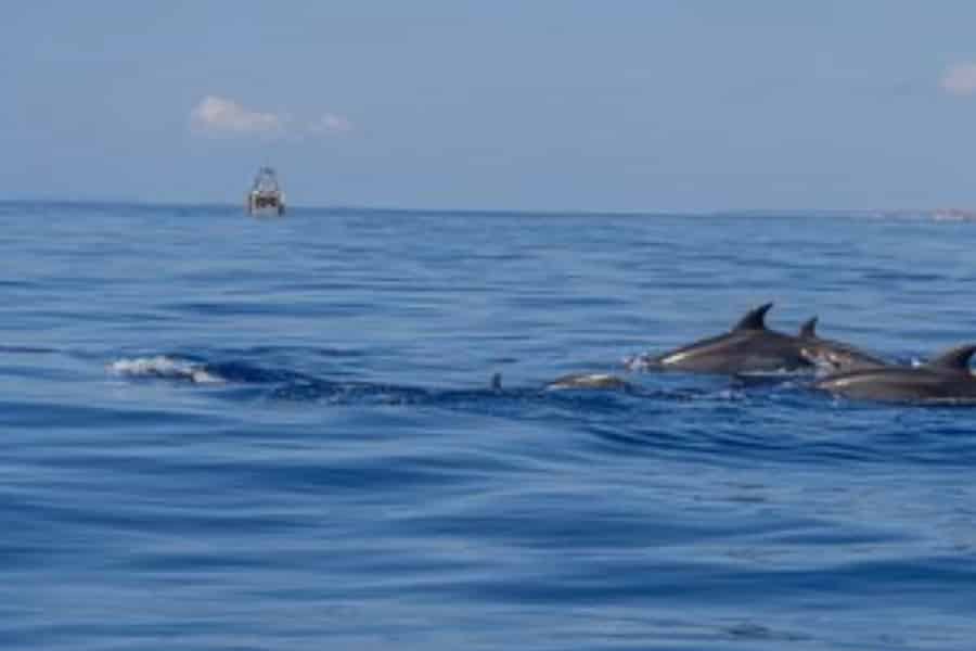 Von Can Picafort aus: Delfinbeobachtung und Höhlenbootsfahrt. Foto: GetYourGuide Von Can Picafort aus: Delfinbeobachtung und Höhlenbootsfahrt. Foto: GetYourGuide
