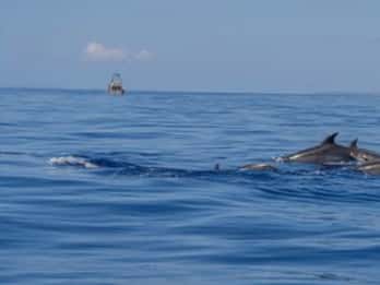 Fra Can Picafort: Delfinsafari og båttur i grotte