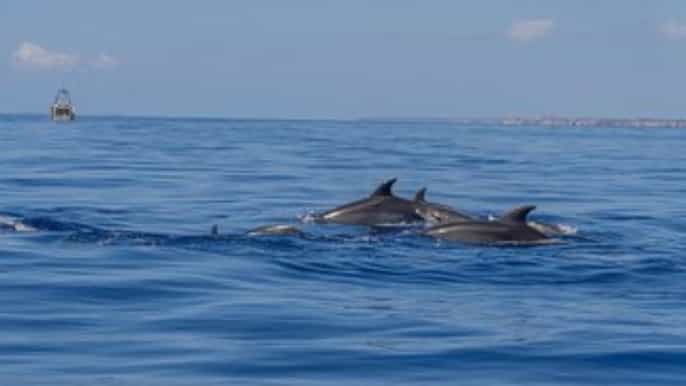 Desde Can Picafort: Avistamiento de Delfines y Excursión en Barco por las Cuevas