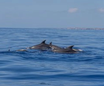 De Can Picafort: Observação de golfinhos e passeio de barco pelas cavernas